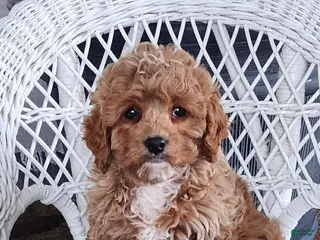 Cavapoo dogs Glenda - Ad 5