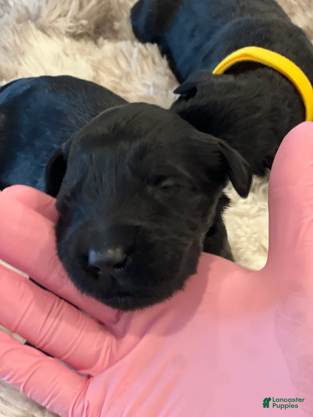 Giant Schnauzer dogs for sale: Winston - Ad 5