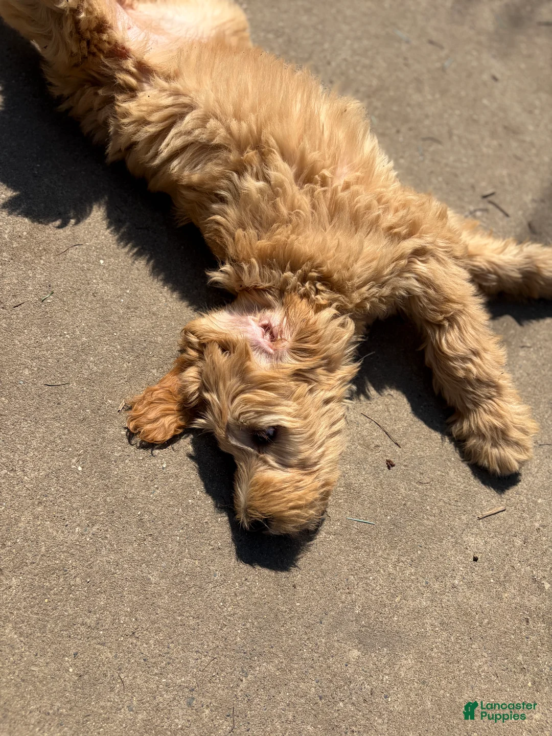 Mixed Breed dogs for sale: Rosie - Ad 3