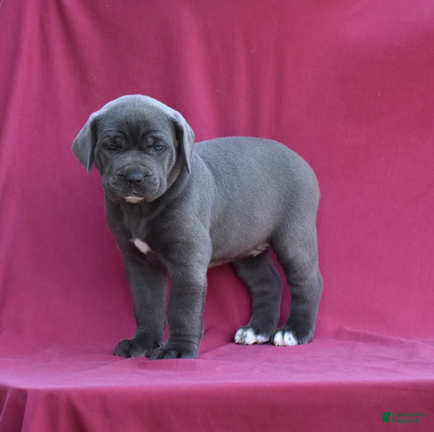 Cane Corso dogs Tess - Ad 2