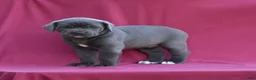 Cane Corso dogs for sale: Tess - Ad 2