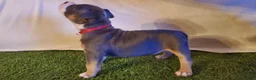 American Bully dogs for sale: American Bully 6 - Ad 4