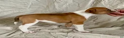 American Bulldog dogs for sale: Blue eyed Betsy  - Ad 4