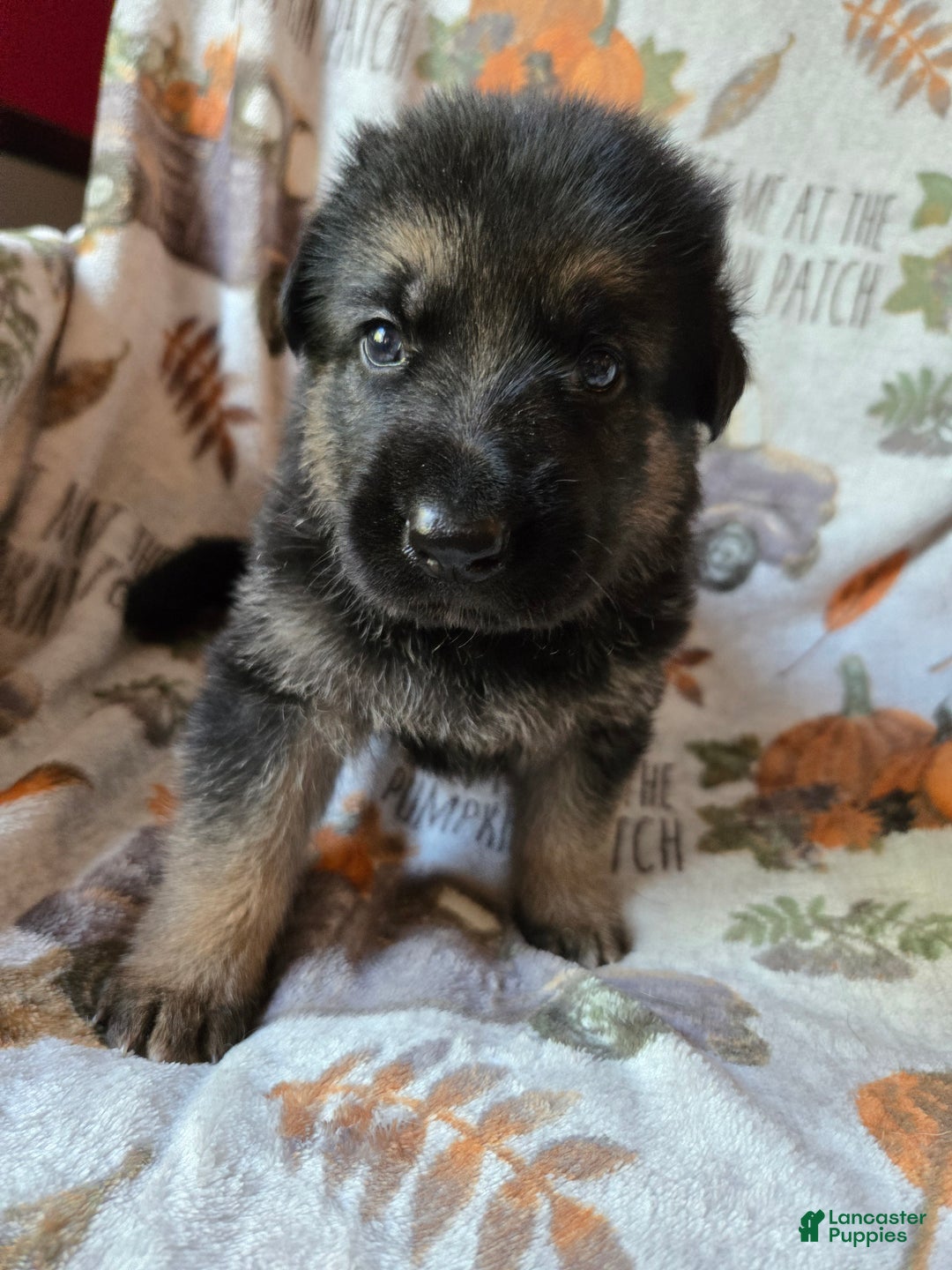 German Shepherd dogs for sale: German Shepherd Puppy 1 - Ad 4