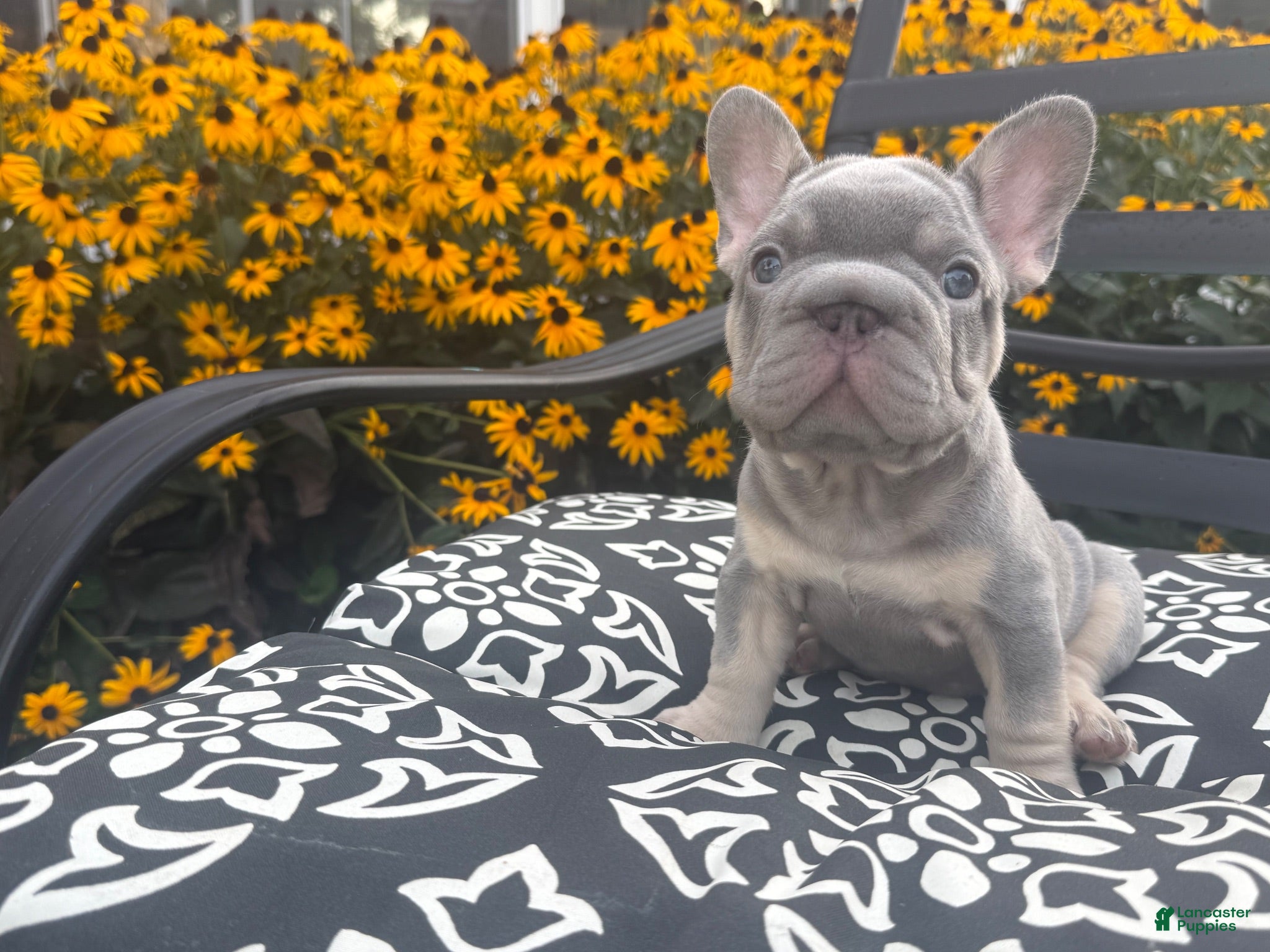 French Bulldog dogs French Bulldog 1 - Ad 1