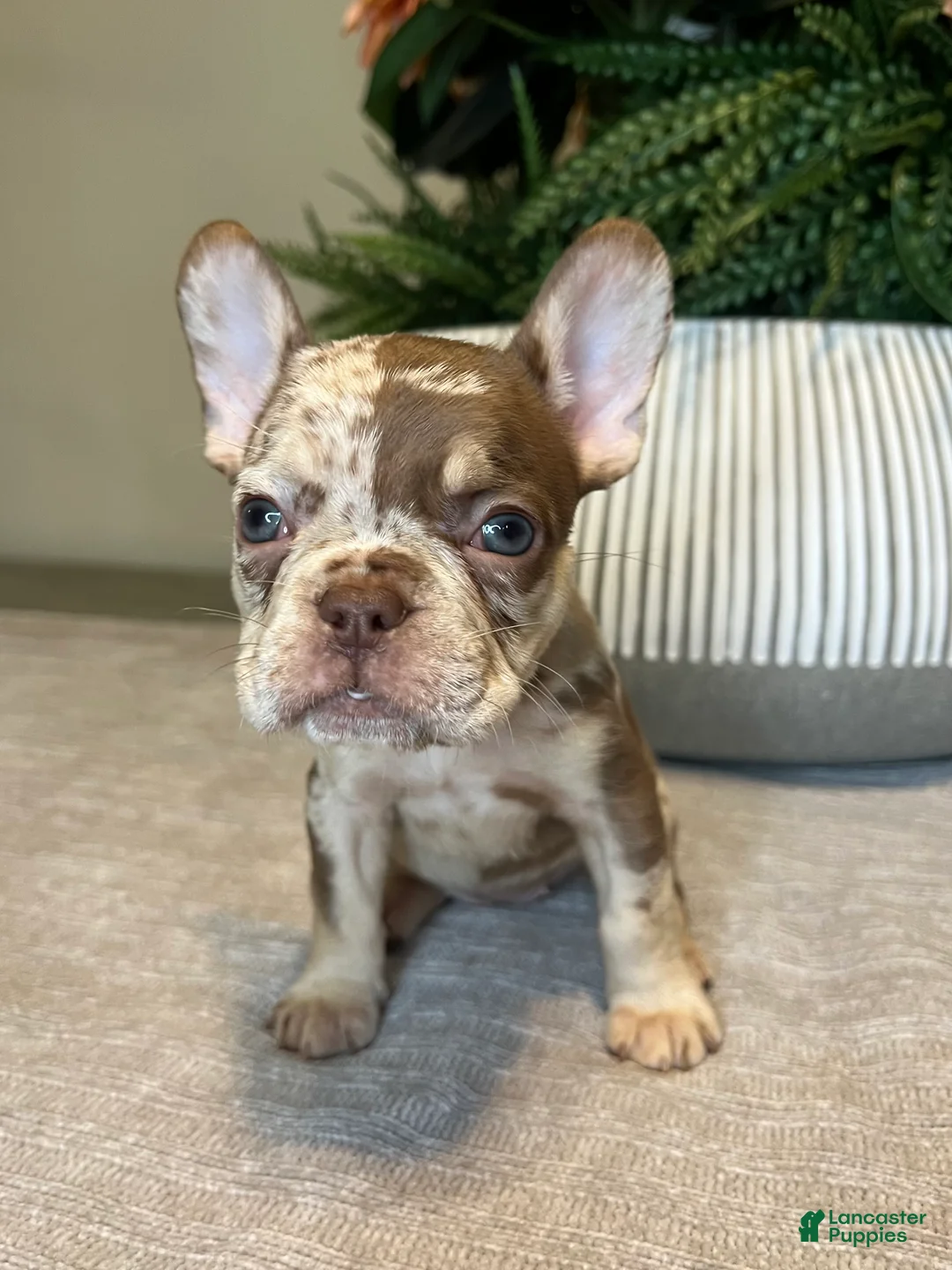 French Bulldog dogs for sale: Maple - Ad 7