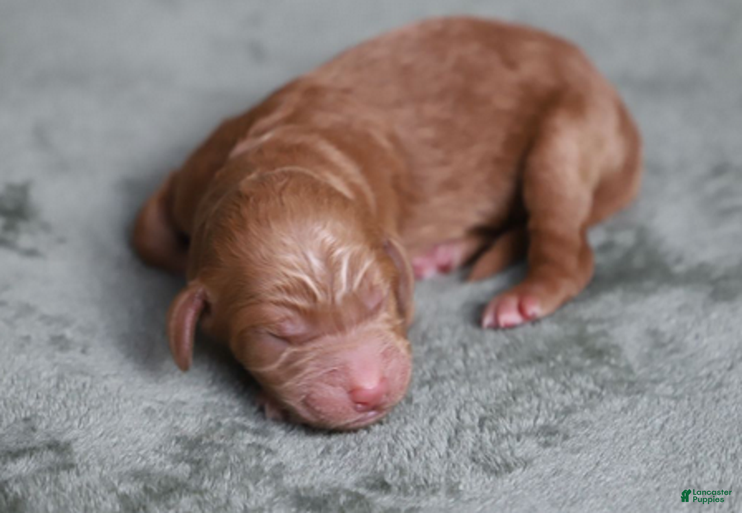 Goldendoodle dogs for sale: Orion - Ad 4