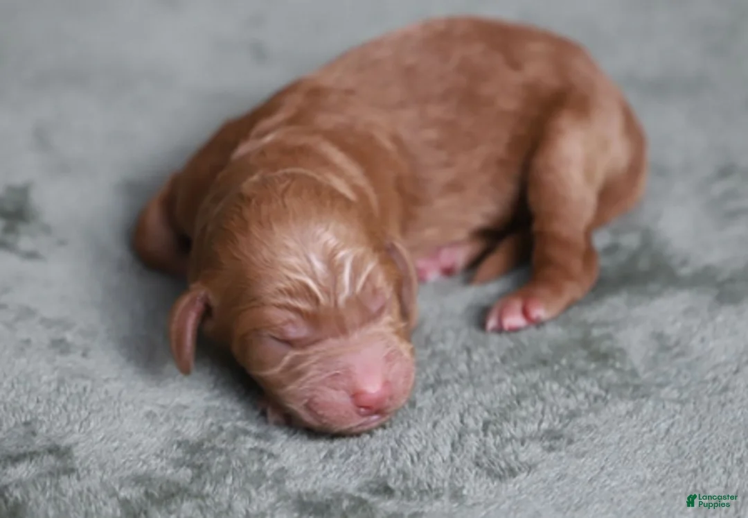 Goldendoodle dogs for sale: Orion - Ad 4