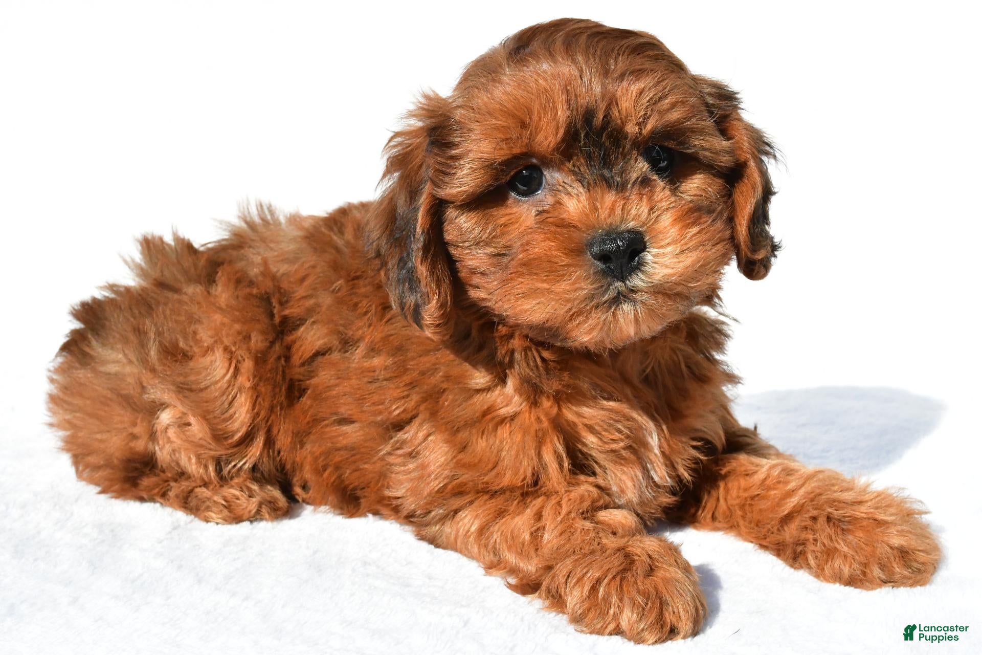 Shihpoo dogs for sale: Remi - Ad 2