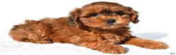 Shihpoo dogs for sale: Remi - Ad 2