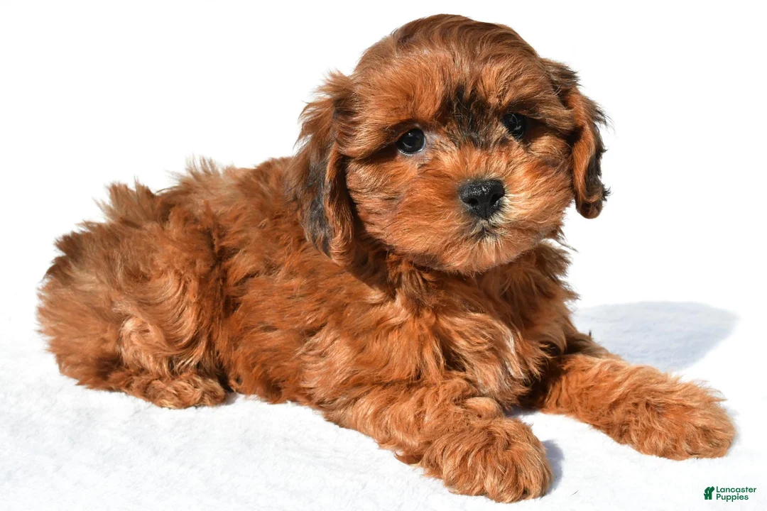 Shihpoo dogs for sale: Remi - Ad 2
