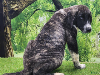 Anatolian Shepherd dogs - Ad 7