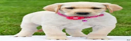 Labrador Retriever dogs for sale: Willow - Ad 4