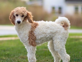 Standard Poodle dogs Rin - Ad 12