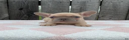 French Bulldog dogs for sale: Jenna - Ad 2