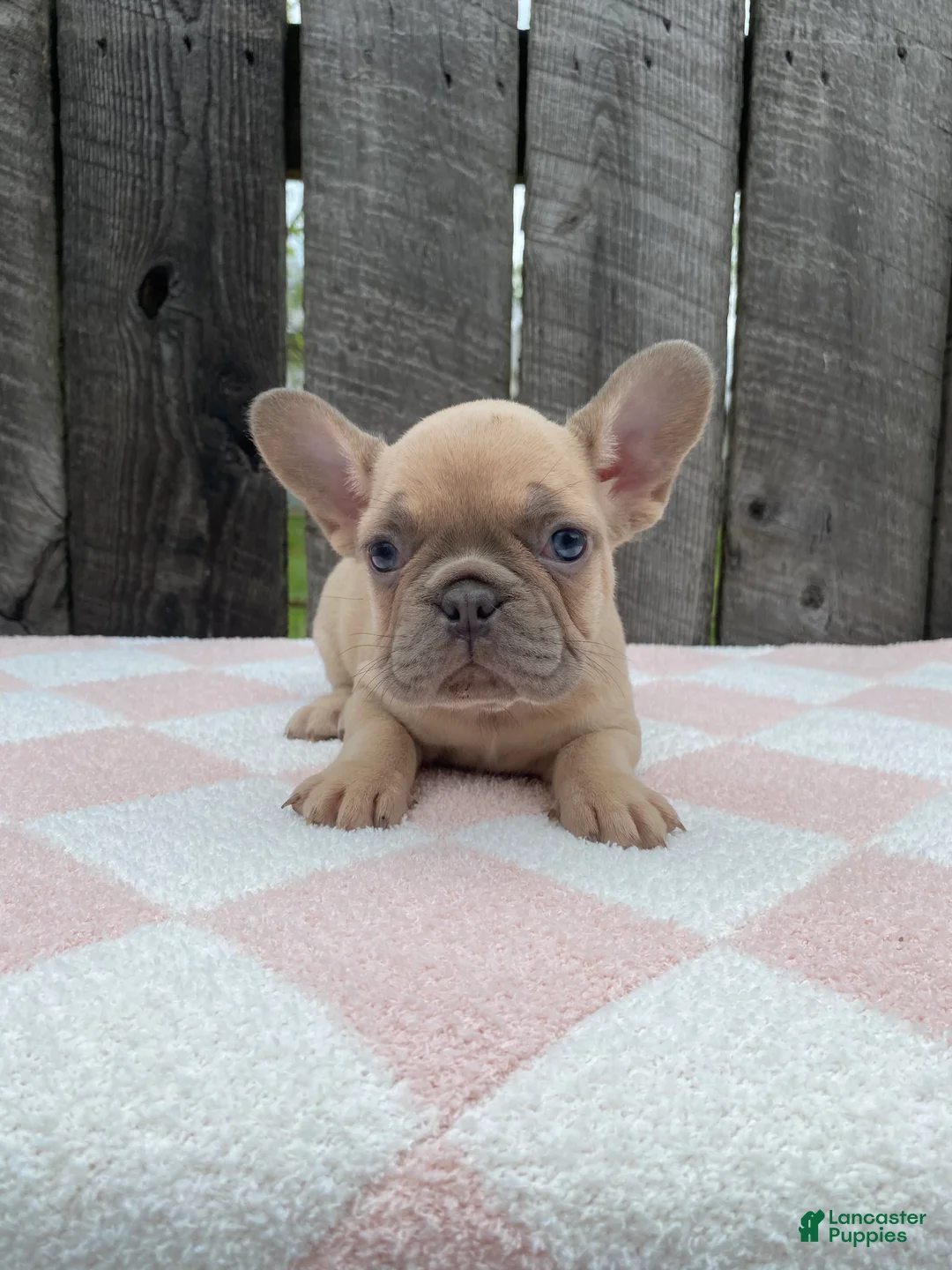 French Bulldog dogs for sale: Jenna - Ad 2