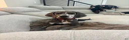 Great Dane dogs for sale: Zora  - Ad 8