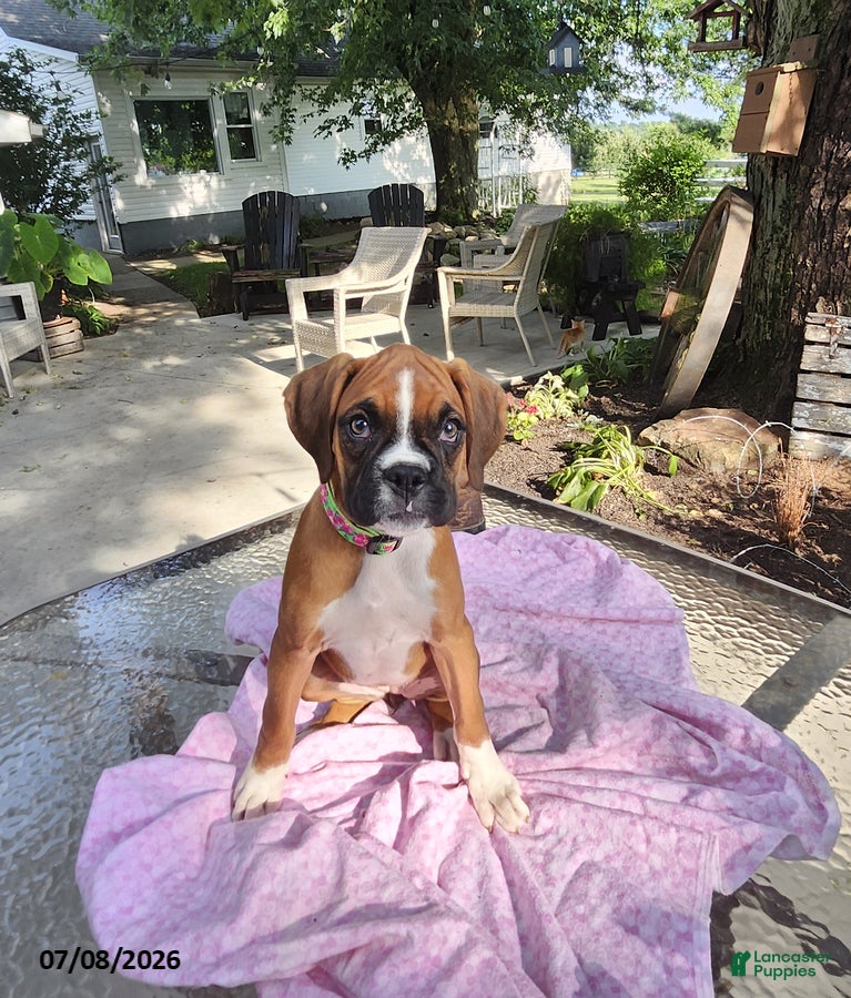 Boxer dogs Tessa - Ad 2
