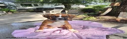 Boxer dogs for sale: Tessa - Ad 2