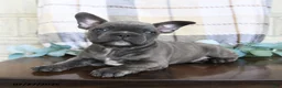 Frenchton dogs for sale: Joey - Ad 3