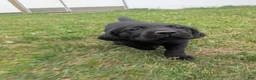 Labrador Retriever dogs for sale: Black Female (Yellow) - Ad 5