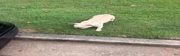 French Bulldog dogs for sale: French Bulldog 1 - Ad 7