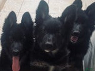 German Shepherd dogs German Shepherd Puppy 1 - Ad 2