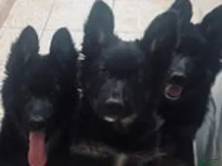 German Shepherd dogs German Shepherd Puppy 1 - Ad 2