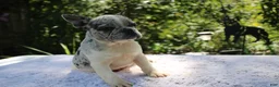 French Bulldog dogs for sale: FOZZIE BEAR -FLUFFY CARRIER (bottle baby) - Ad 7
