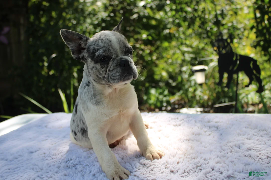 French Bulldog dogs for sale: FOZZIE BEAR -FLUFFY CARRIER (bottle baby) - Ad 7