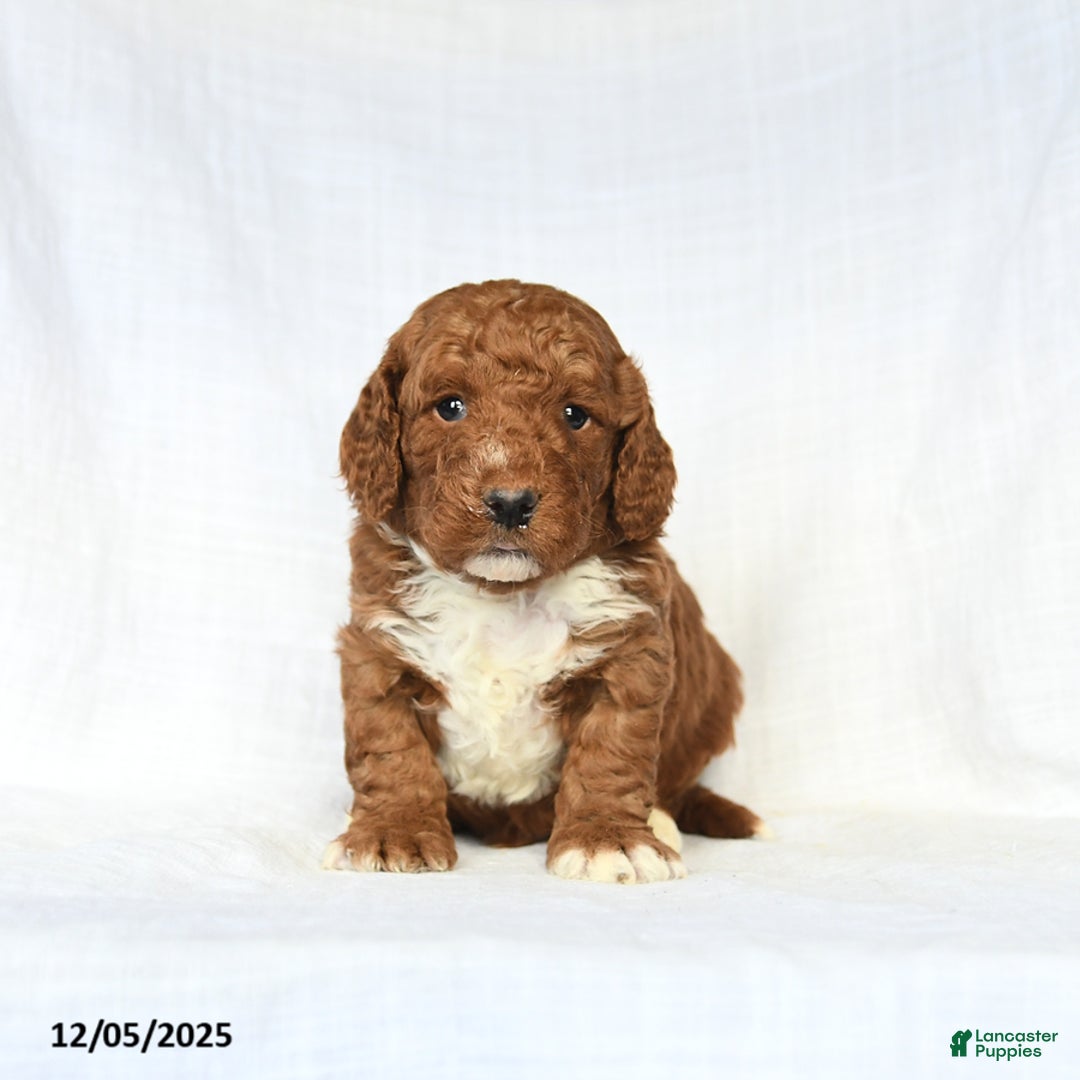 Mini Goldendoodle dogs for sale: Loyal - Ad 1