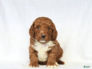 Mini Goldendoodle dogs Loyal - Ad 35