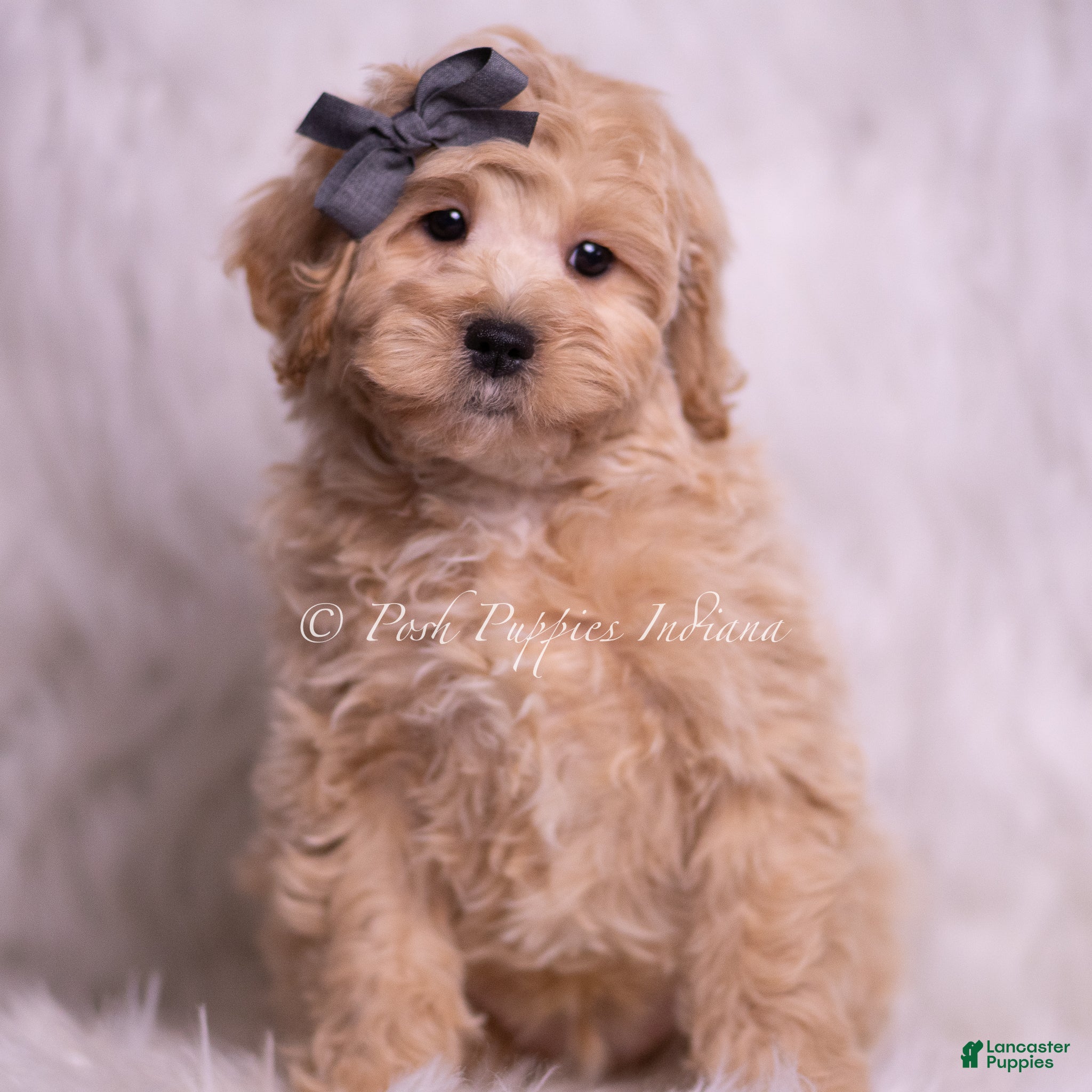 Maltipoo dogs Jackson - Ad 34