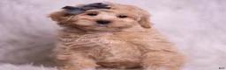 Maltipoo dogs for sale: Jackson - Ad 1