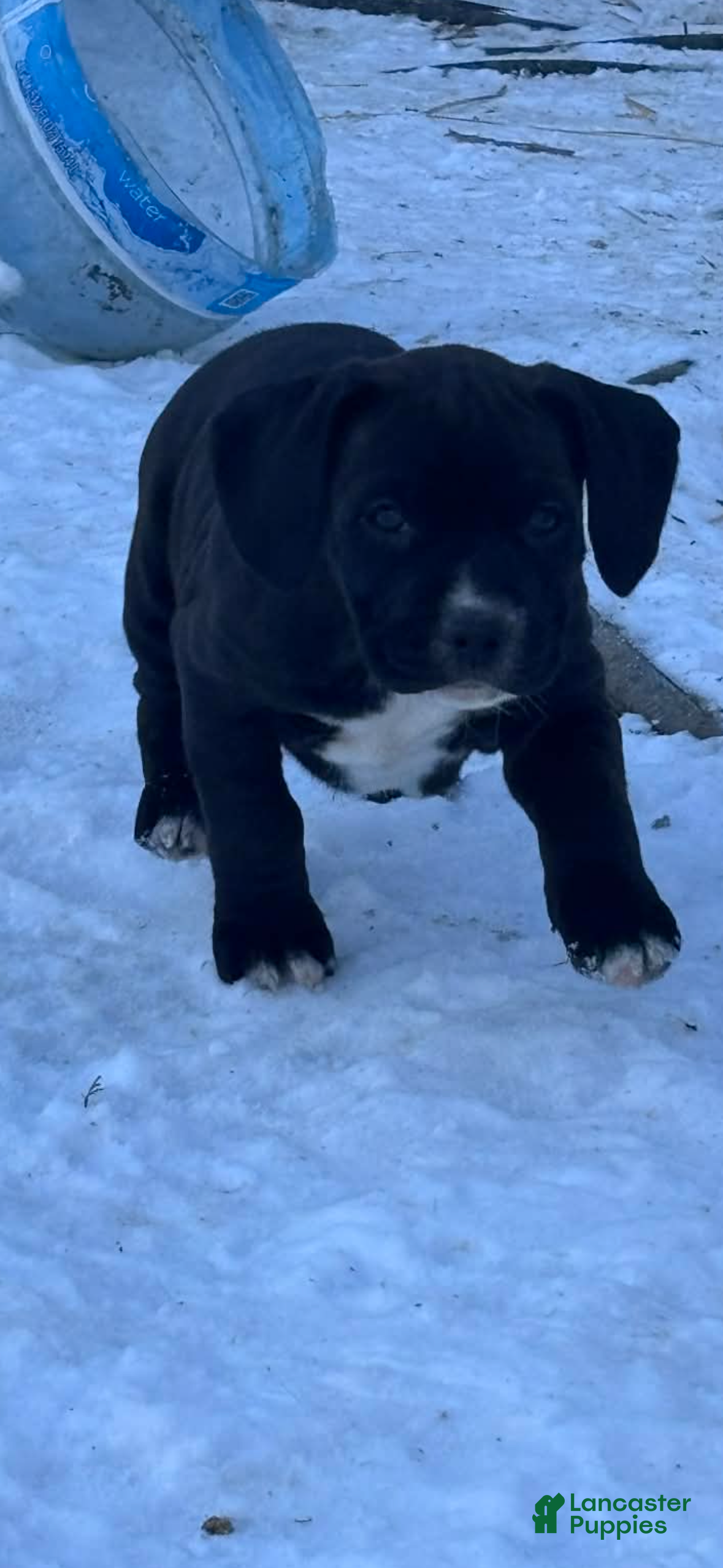 Mixed Breed dogs Thor  - Ad 35