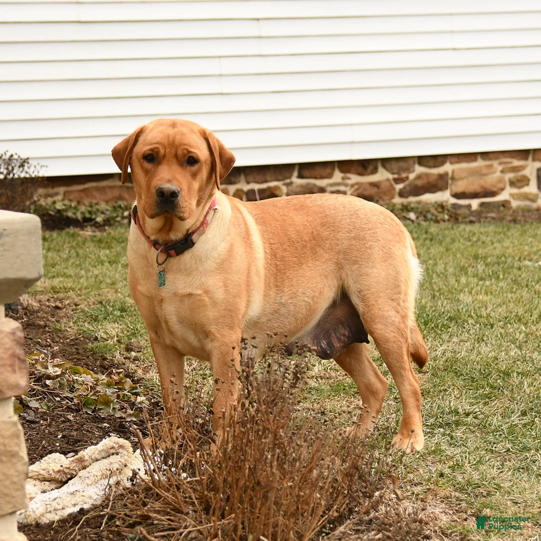 Labrador Retriever dogs for sale: Fawn - Ad 6