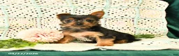Yorkshire Terrier dogs for sale: Duncan - Ad 3