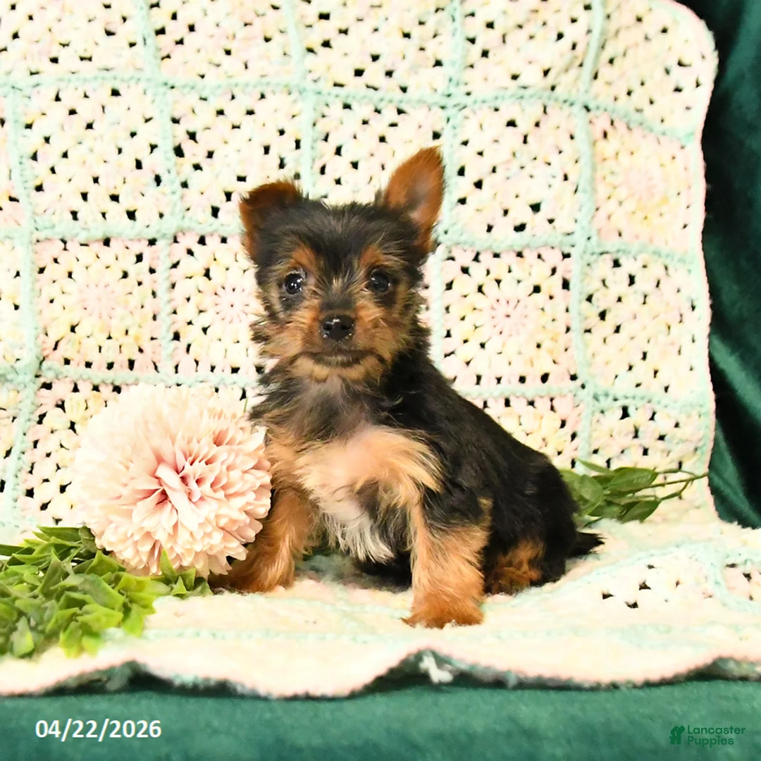 Yorkshire Terrier dogs for sale: Duncan - Ad 3