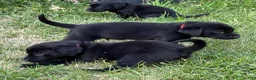 Labrador Retriever dogs for sale: Blue Collar Labrador Retriever Puppy 1 - Ad 11