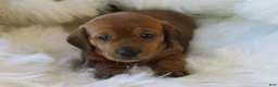 Dachshund dogs for sale: Finn - Ad 14