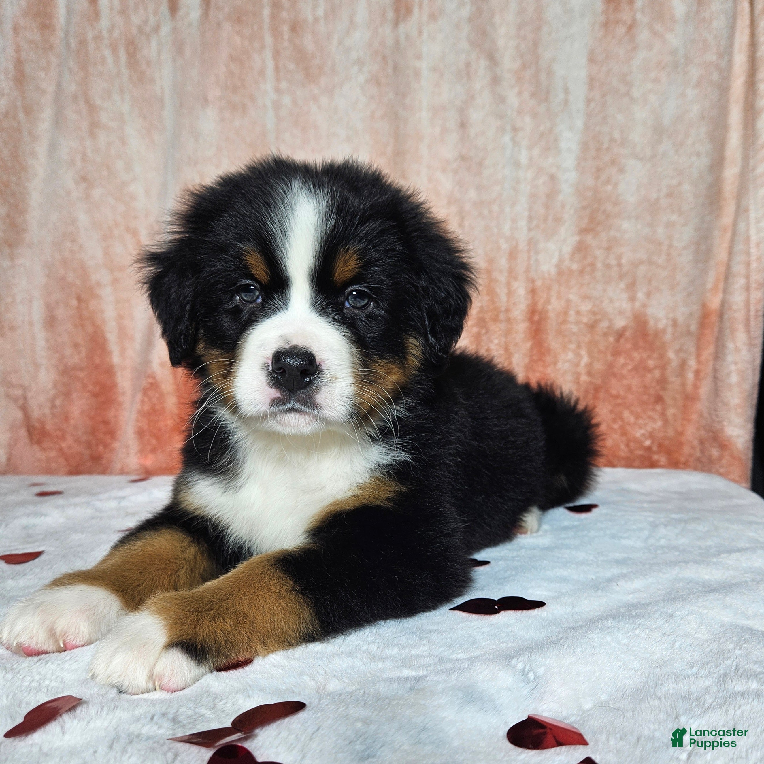 Bernese Mountain Dog dogs Archie - Ad 1