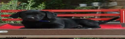 Labrador Retriever dogs for sale: Beauty - Ad 3