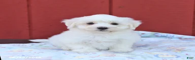 Ned