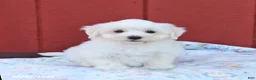 Maltese dogs for sale: Ned - Ad 1