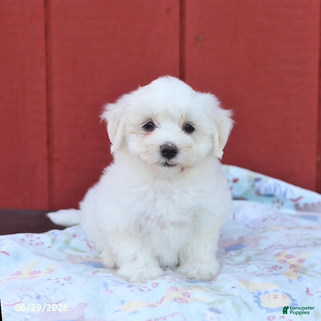 Maltese dogs for sale: Ned - Ad 1