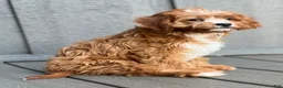 Cavapoo dogs for sale: Lulu - Ad 3