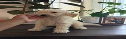 Labradoodle dogs for sale: Michael  - Ad 3