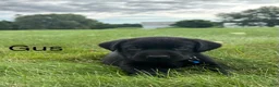 Labrador Retriever dogs for sale: Gus - Ad 7