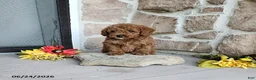 Mini Goldendoodle dogs for sale: Richy - Ad 4