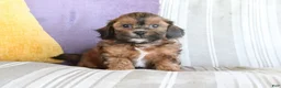 Shihpoo dogs for sale: Samantha - Ad 3